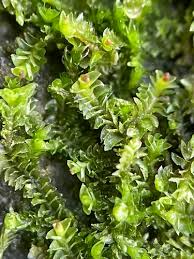 Attēlu rezultāti vaicājumam “Trilophozia quinquedentata”