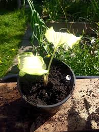 Image result for Hosta Warpaint