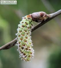 Attēlu rezultāti vaicājumam “Populus alba”