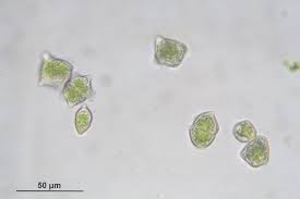Attēlu rezultāti vaicājumam “Lophozia incisa”