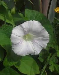 Attēlu rezultāti vaicājumam “Calystegia inflata leaf”