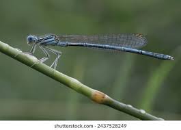 Attēlu rezultāti vaicājumam “Coenagrion hastulatum”