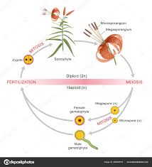 Attēlu rezultāti vaicājumam “sporophyte”
