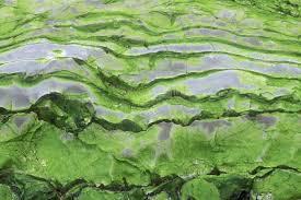 Attēlu rezultāti vaicājumam “Chlorophyta”