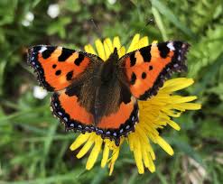 Attēlu rezultāti vaicājumam “Aglais urticae”