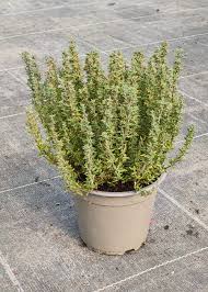 Image result for Thymian