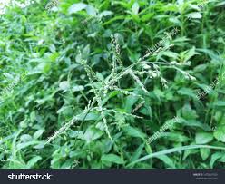 Attēlu rezultāti vaicājumam “Milium effusum leaf”