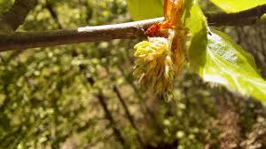 Attēlu rezultāti vaicājumam “Fagus sylvatica male flower”