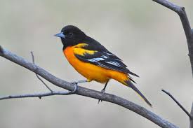 Image result for Icterus galbula