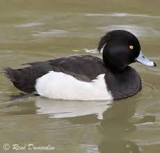 Attēlu rezultāti vaicājumam “Mollisia uda”