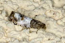 Attēlu rezultāti vaicājumam “Spilonota ocellana”