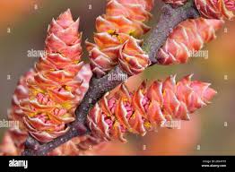 Attēlu rezultāti vaicājumam “Myrica gale male flower”