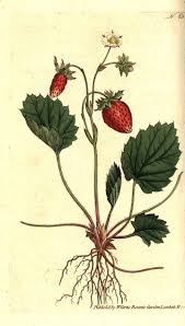 Image result for Fragaria vesca