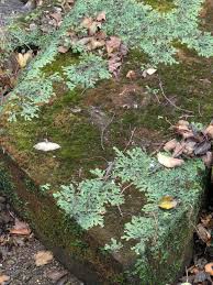 Attēlu rezultāti vaicājumam “Nowellia curvifolia sporophyte”