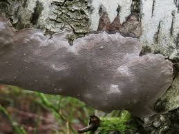 Attēlu rezultāti vaicājumam “Phellinus laevigatus”