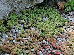 Attēlu rezultāti vaicājumam “Sedum album”