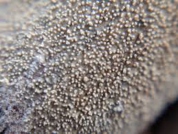 Attēlu rezultāti vaicājumam “Neocudoniella albiceps”