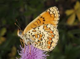 Attēlu rezultāti vaicājumam “Melitaea phoebe underside”