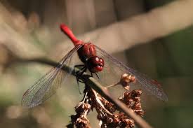 Attēlu rezultāti vaicājumam “Sympetrum sanguineum male”