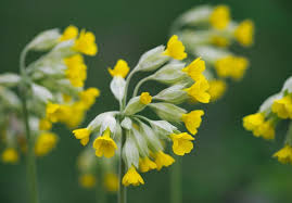 Attēlu rezultāti vaicājumam “Primula veris fruit”