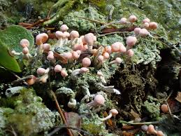 Attēlu rezultāti vaicājumam “Dibaeis baeomyces”