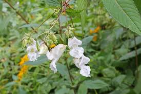 Attēlu rezultāti vaicājumam “Impatiens glandulifera leaf”