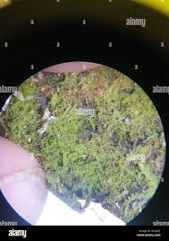 Attēlu rezultāti vaicājumam “Harpanthus scutatus”