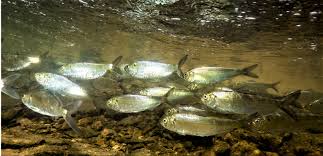 Image result for Alosa aestivalis