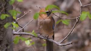 Attēlu rezultāti vaicājumam “Garrulus glandarius adult”