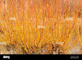 Attēlu rezultāti vaicājumam “Salix alba var. vitellina”