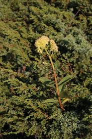 Attēlu rezultāti vaicājumam “Hylotelephium maximum”