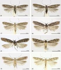 Attēlu rezultāti vaicājumam “Gelechia jakovlevi”