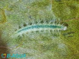 Attēlu rezultāti vaicājumam “Parapoynx stratiotata”