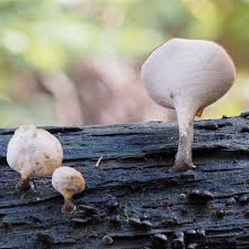 Attēlu rezultāti vaicājumam “Polyporus melanopus”