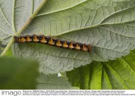 Attēlu rezultāti vaicājumam “Lasiocampa quercus imago”