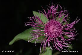 Image result for Centaurea pseudophrygia