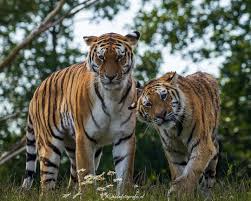 Afbeeldingsresultaat voor tijgers