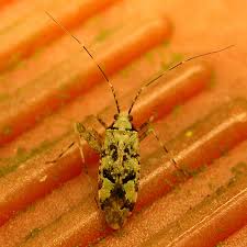 Attēlu rezultāti vaicājumam “Phytocoris tiliae imago”