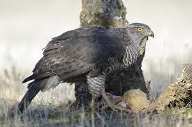 Attēlu rezultāti vaicājumam “Accipiter gentilis adult”