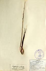 Attēlu rezultāti vaicājumam “Triglochin palustre”