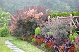 Attēlu rezultāti vaicājumam “Cotinus coggygria flower”