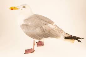 Attēlu rezultāti vaicājumam “Larus argentatus”