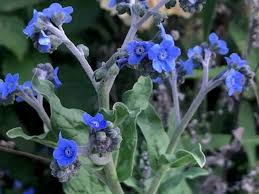 Attēlu rezultāti vaicājumam “Anchusa arvensis flower”