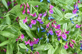 Attēlu rezultāti vaicājumam “Lathyrus vernus leaf”