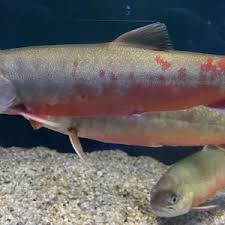 Image result for Liopsetta glacialis