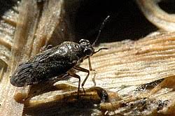 Attēlu rezultāti vaicājumam “Saldula saltatoria”