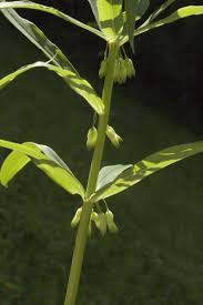 Attēlu rezultāti vaicājumam “Polygonatum verticillatum”