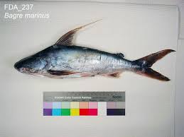 Image result for Bagre marinus