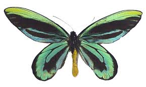 Attēlu rezultāti vaicājumam “Vacciniina optilete underside”