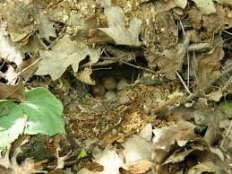 Attēlu rezultāti vaicājumam “Erithacus rubecula nest”
